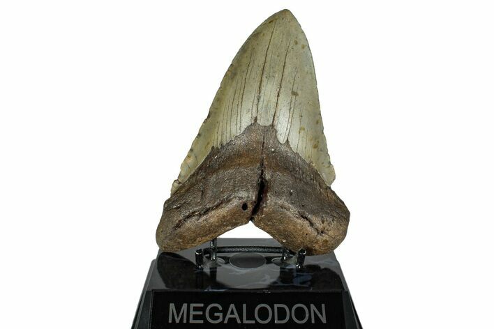 Huge, Fossil Megalodon Tooth - North Carolina #261108